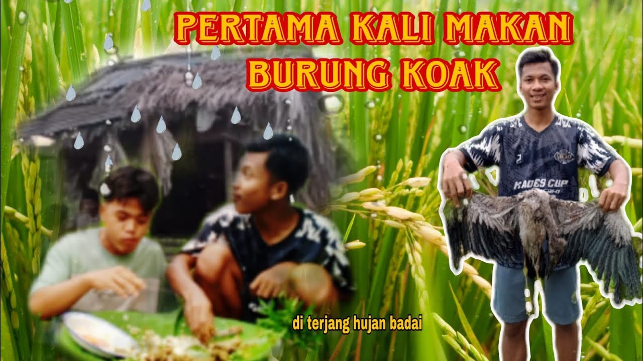 DIBERI BURUNG KOAK SAMA TEMAN LANGSUNG KITA OLAH DI GUBUK&DI TERJANG HUJAN! #mukbang #food #desaku 