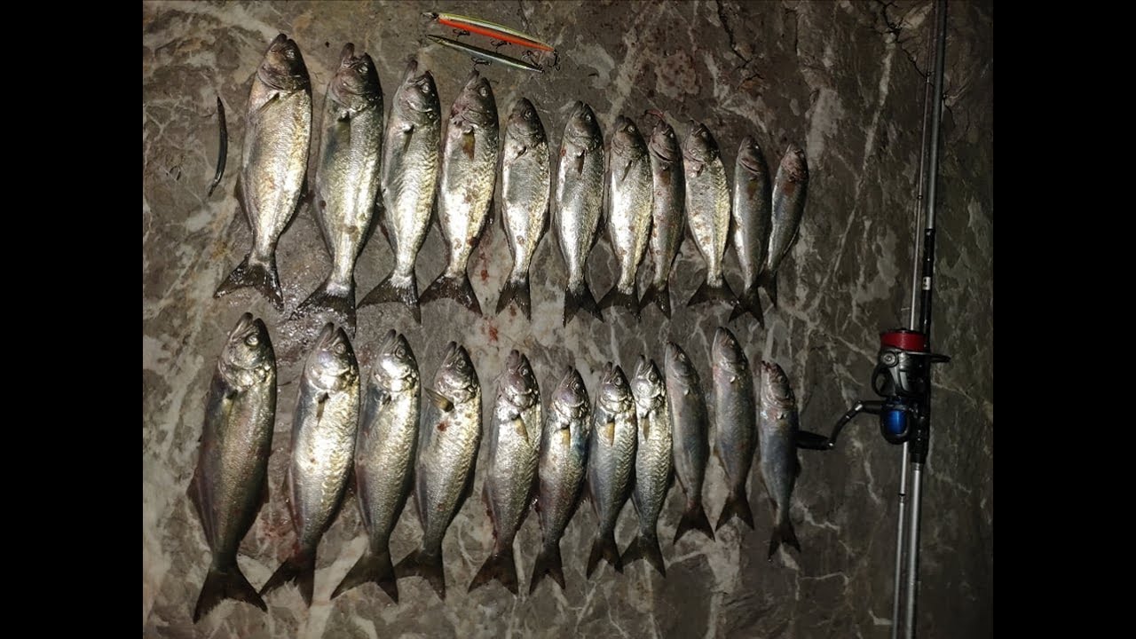 Lüfer Avı Savage Gear Sandeel Pencil Aksiyonu Kerem Ayhan Usta Sinop - Hamsylos Av Marketi