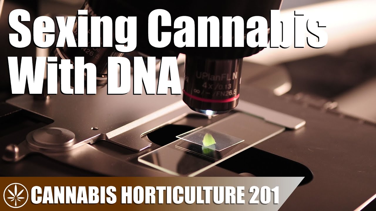 Cannabis Sex Identification with DNA