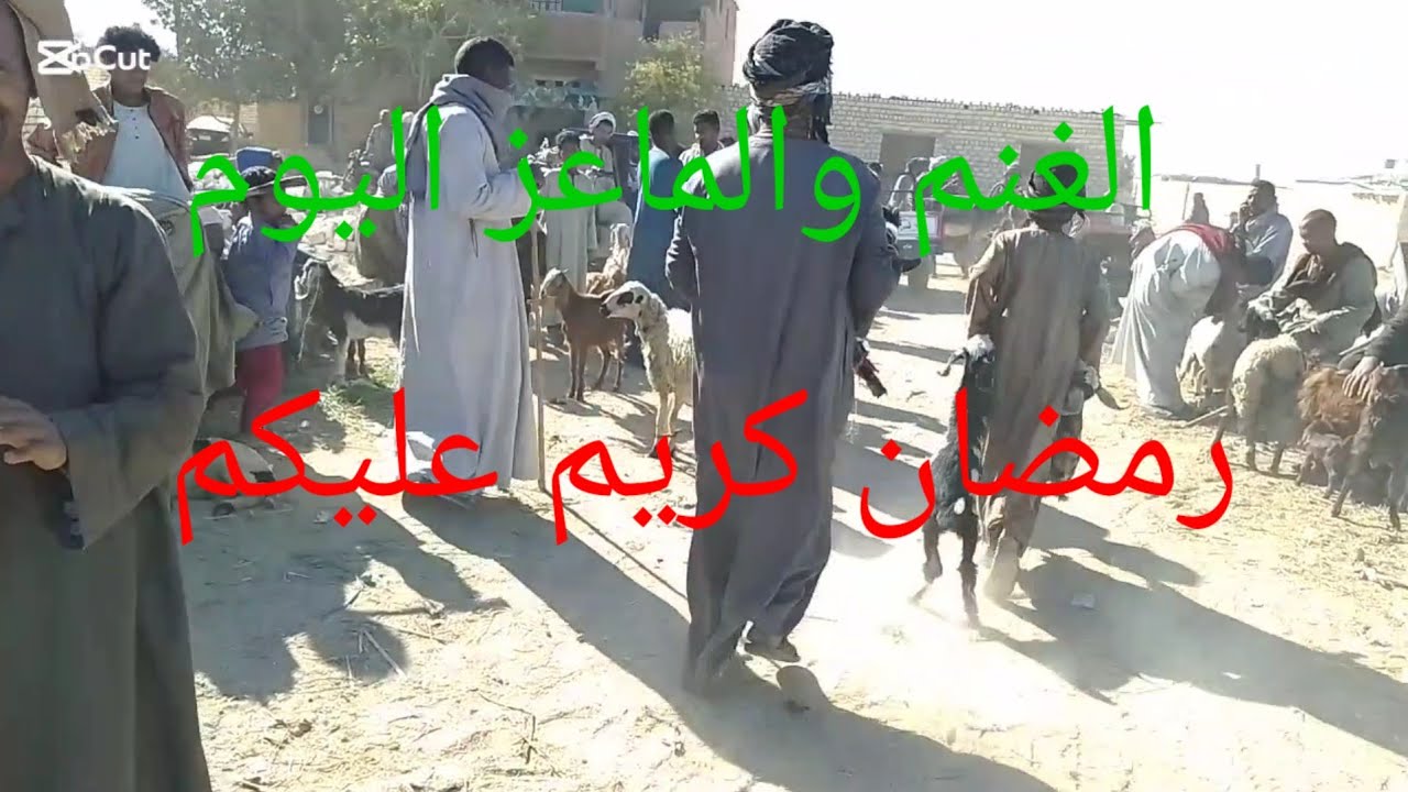#اسعارالغنم والماعز داخل سوق  كوم امبو ١٩/٢