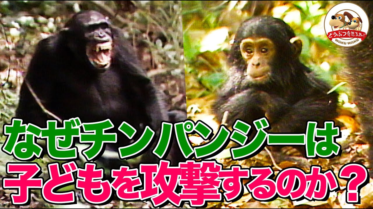 【恐怖】チンパンジーのボスが群れの子どもに襲いかかる！守る母親はどうする？生存のための熾烈な闘い【どうぶつ奇想天外／WAKUWAKU】