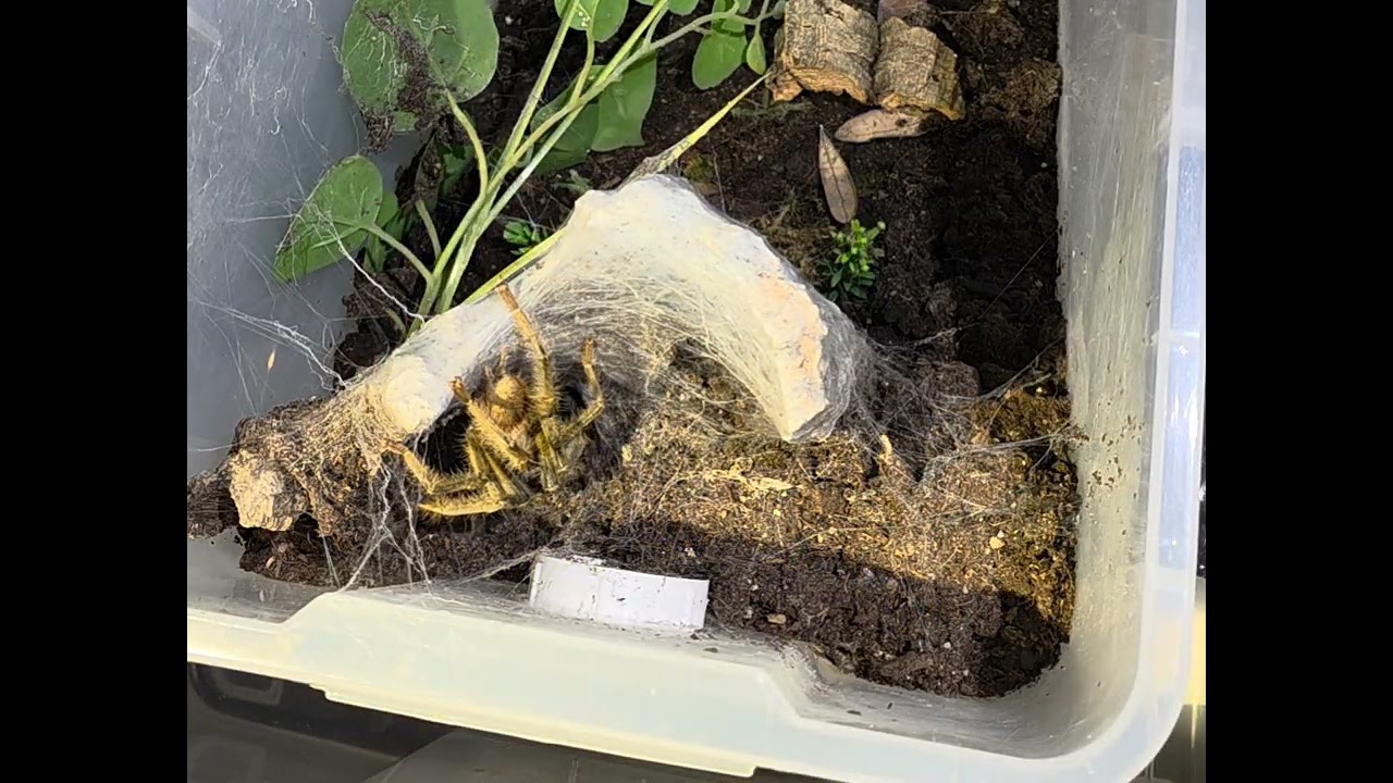 Phormingochilus sp. Akcaya successful pairing - 11/23/25