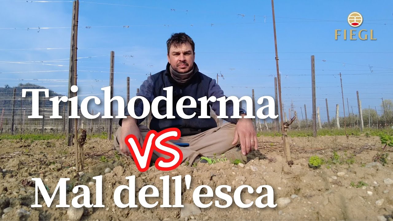 Ho intenzione di sconfiggere il mal dell'esca. Il trichoderma sarà la soluzione?