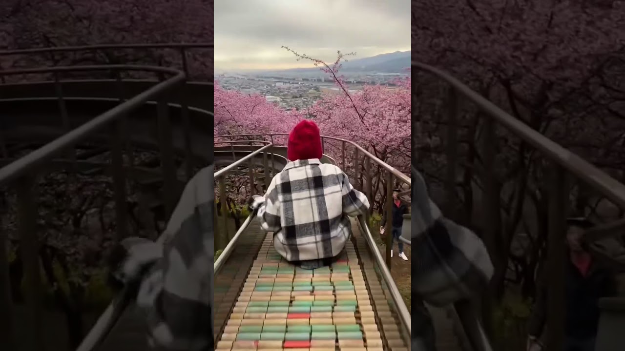 Matsuda Cherry Blossom Festival 2024 #cherryblossom #japantravel #festival