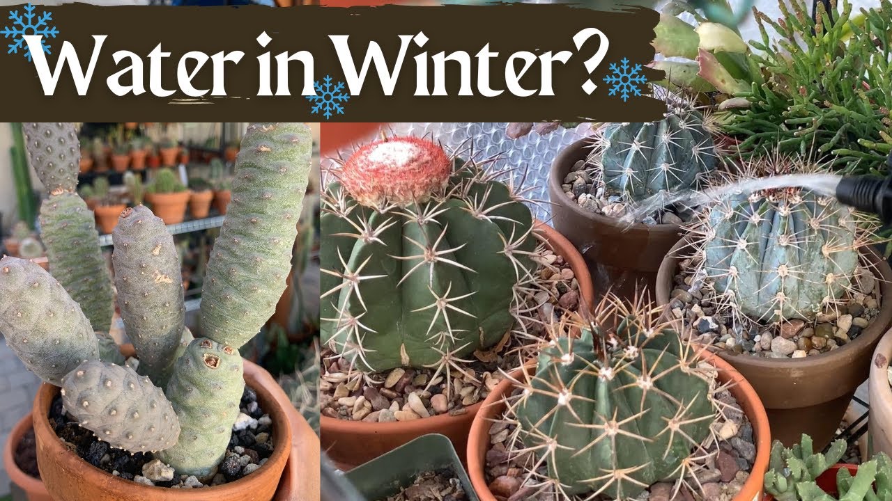 VLOG #12: Do I Water my Cacti during Winter? | Cactus Care