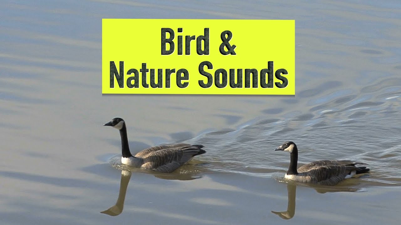 Bird & Nature Sounds | Canada Day in the Country