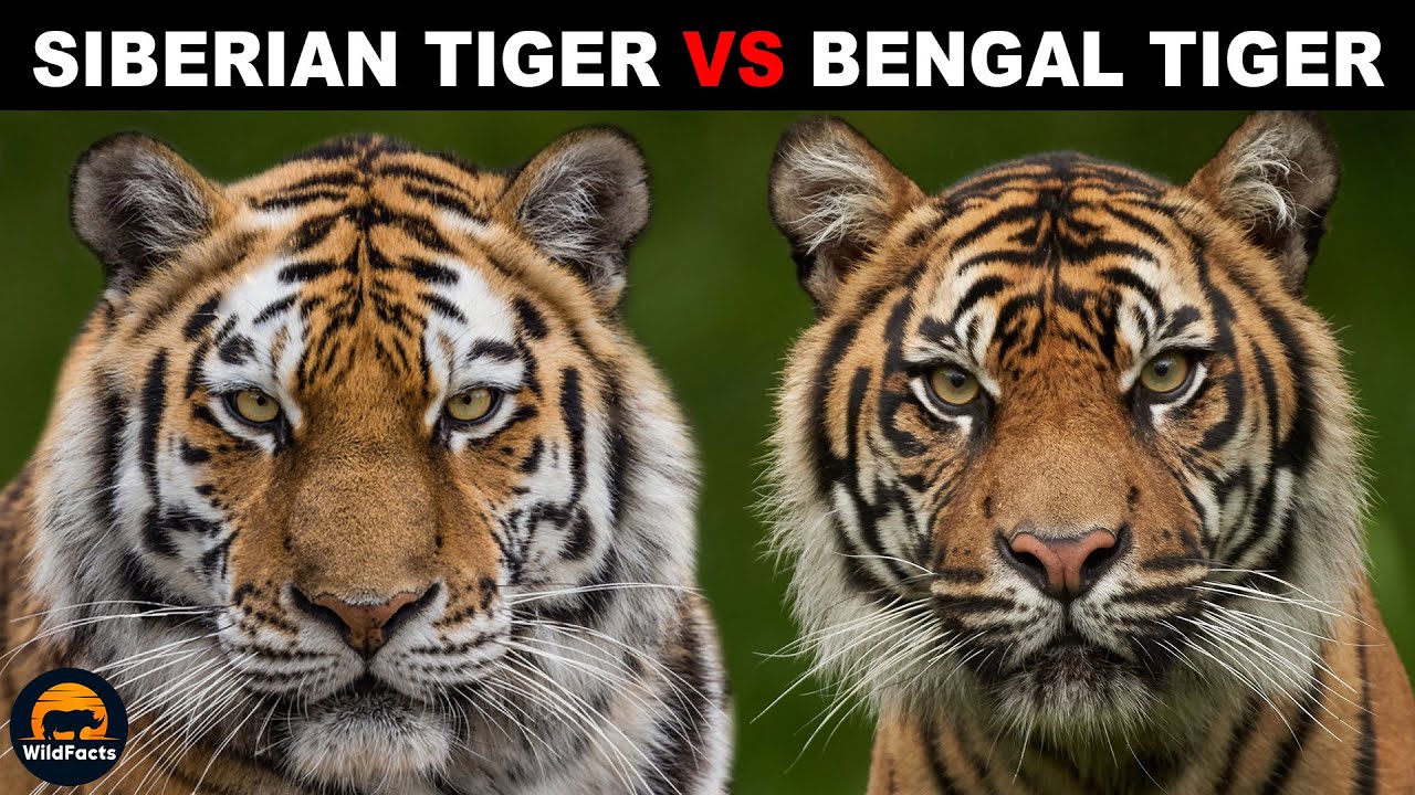 What Is The Difference Between the Bengal Tiger and Siberian Tiger?