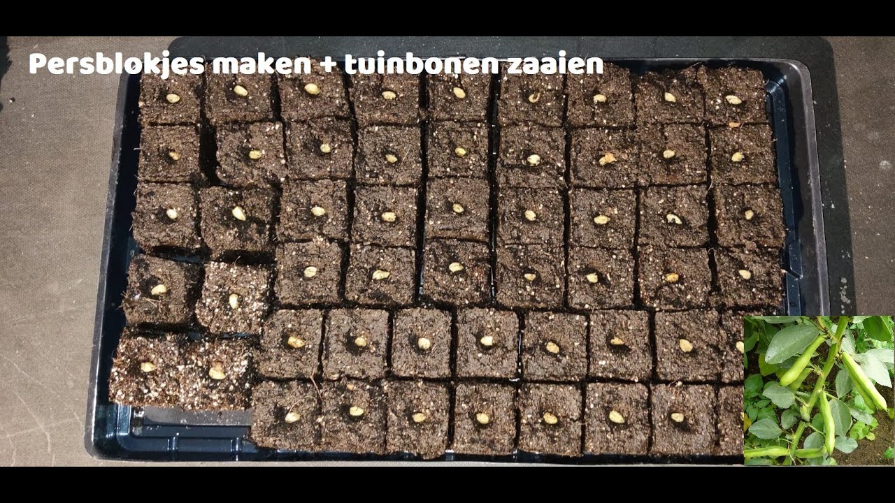 Persblokjes maken en tuinbonen voorzaaien