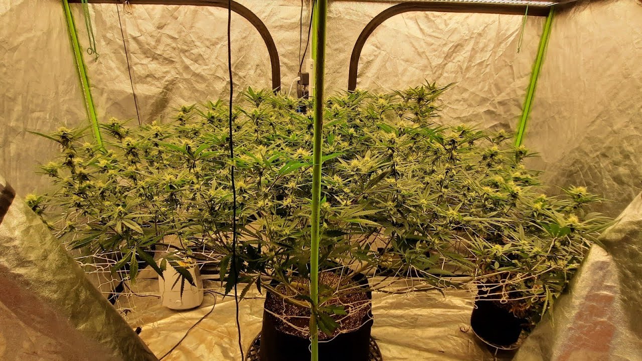 4x8 Reveg of Cake & Chem. WEEK 3 OF FLOWER