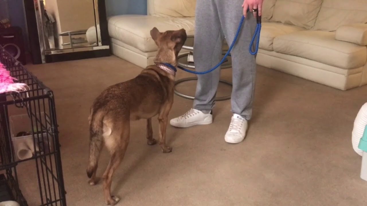 FEAR OF MEN | ROMANIAN RESCUE | REACTIVE DOG