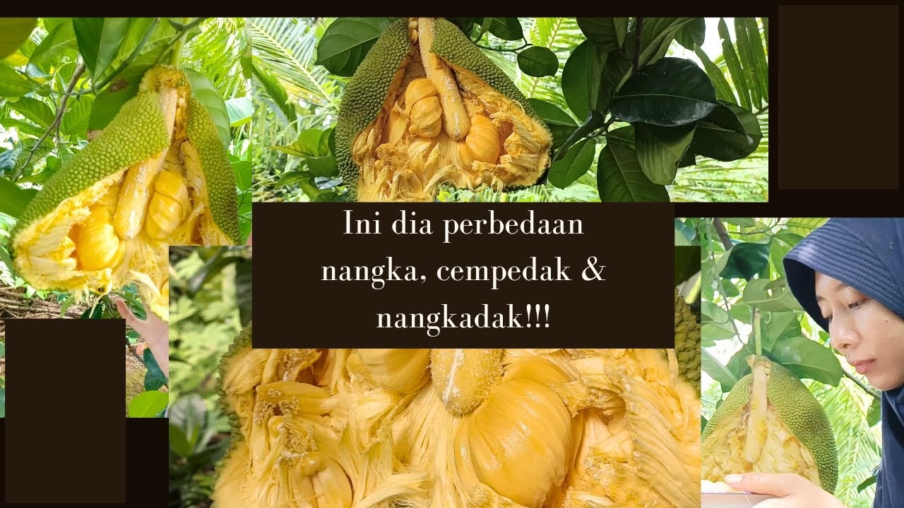 Ini dia perbedaan antara Nangka, Nangkadak dan Cempedak-The differences between jackfruit & cempedak
