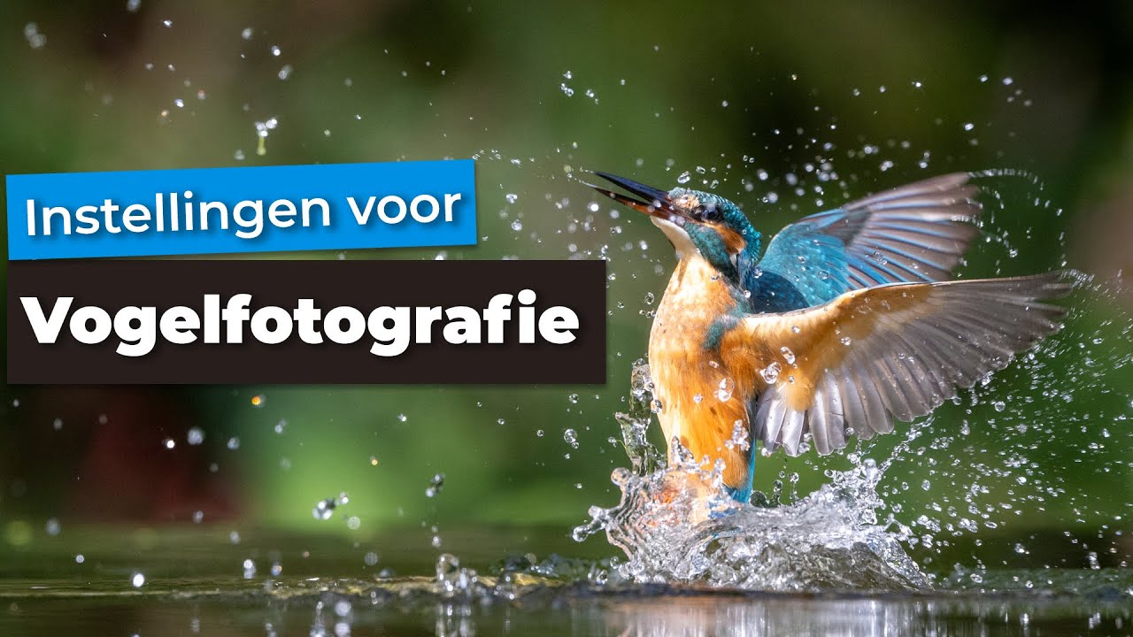 De beste instellingen voor vogelfotografie