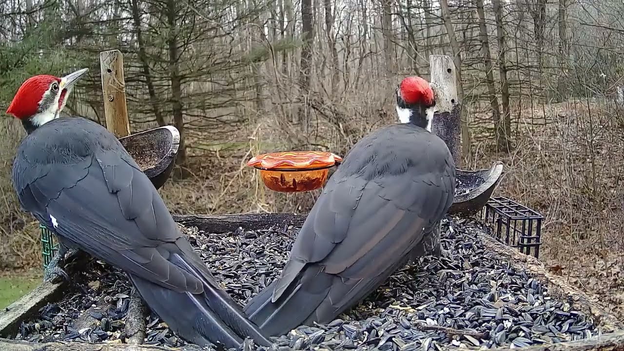 Pileated Woodpeckers, Male & Female!