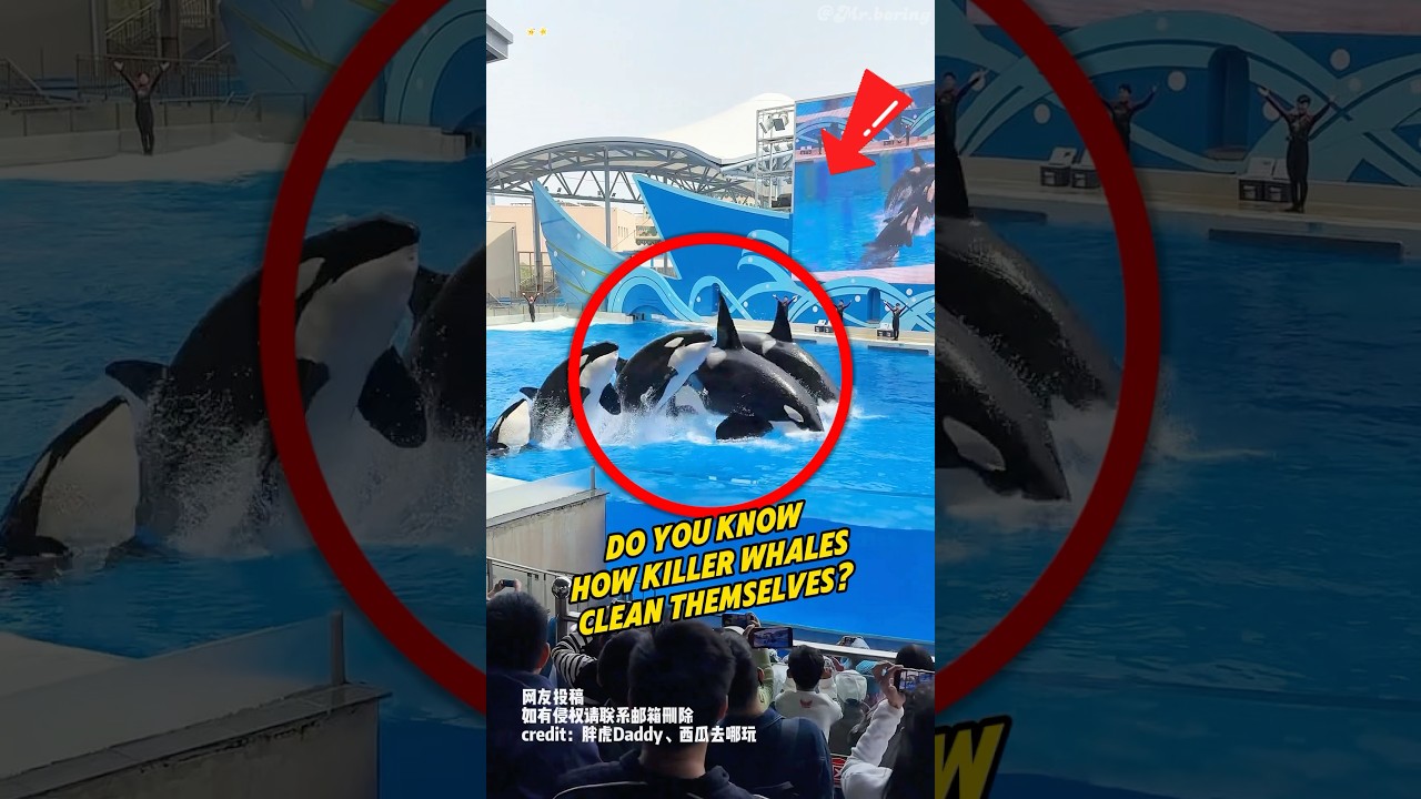 Do you know how orcas clean themselves?#shorts#orcas