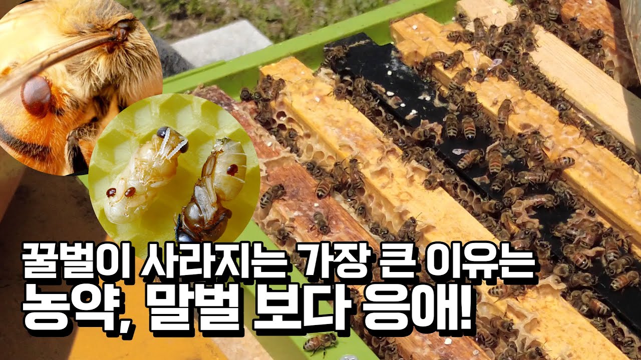 벌통 90통에서 7통으로 줄어들어 폐업할 뻔한 양봉 농가