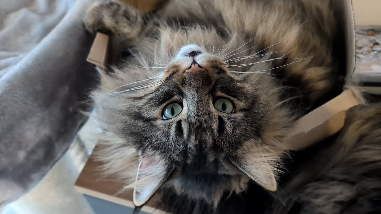 The cutest way to ask for pets - Moss | Norwegian Forest Cats