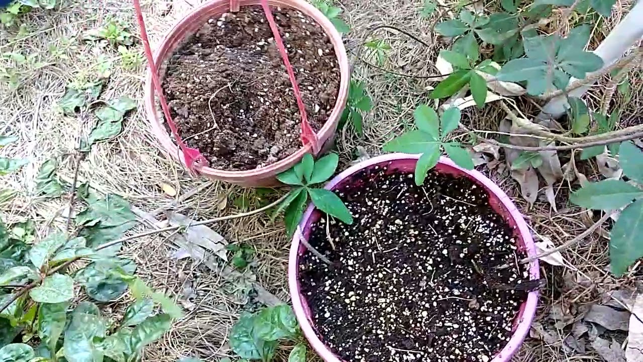 نبات ست الحسن/الاضاءه والري والتسميد والاكثار