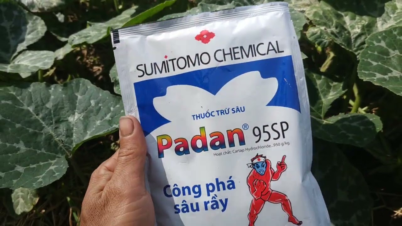phòng trừ sâu rầy trên bí hồ lô