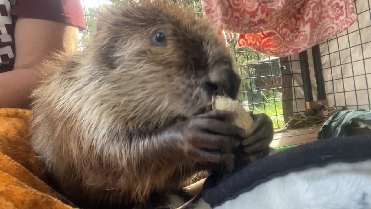 Tulip says no to peanuts