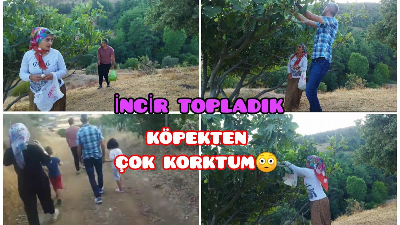 HELÂL OLSUN‼️EK İŞ YAPARAK EŞİNE NE ALMIŞ👏KÖPEK KOŞTURUYORDU😳😂 İNCİR TOPLADIK✅EĞLENCELİ BİR GÜN🤩