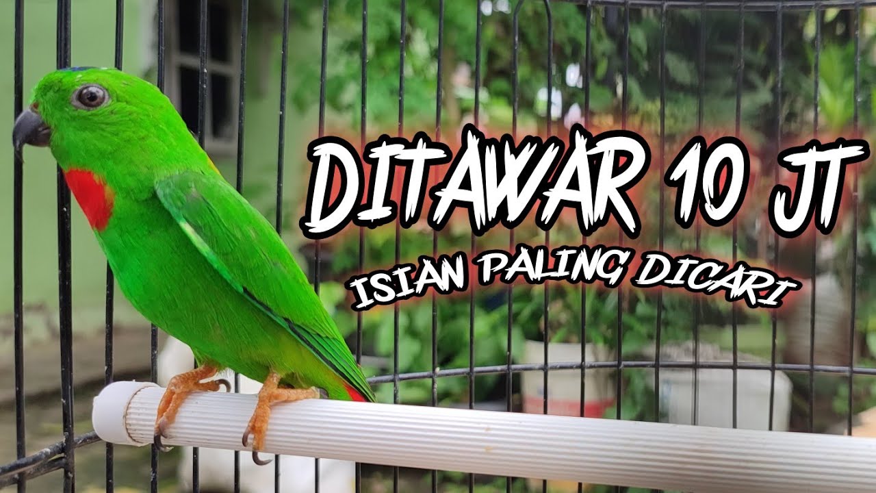 Serindit Gacor Nembak Panjang  Full Isian Cililin Buat Masteran Murai Batu dan Kacer