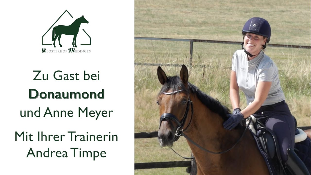 Donaumond -  ehemaliges Auktionspferd des Klosterhof Medingen