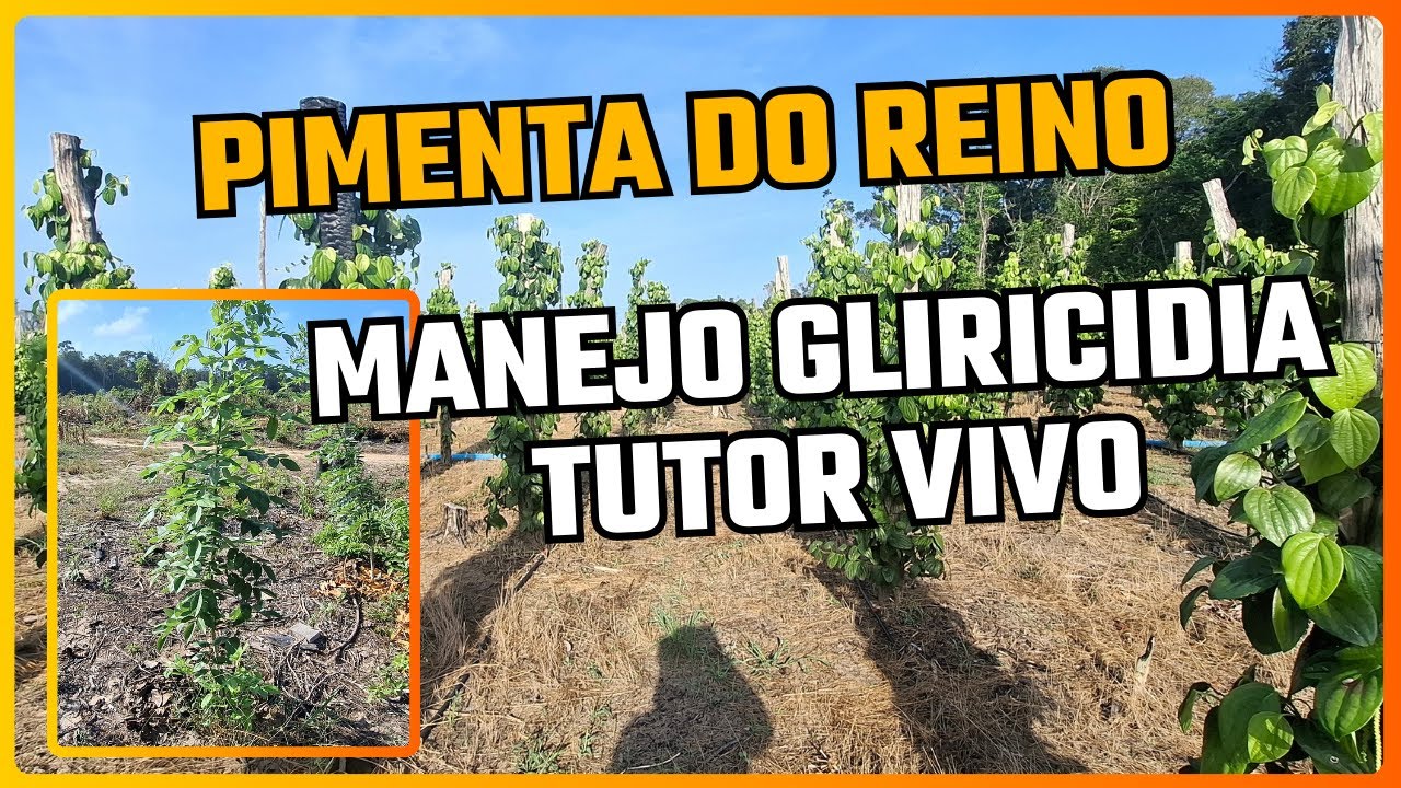 Pimenta do Reino: Manejo Gliricidia Tutor Vivo