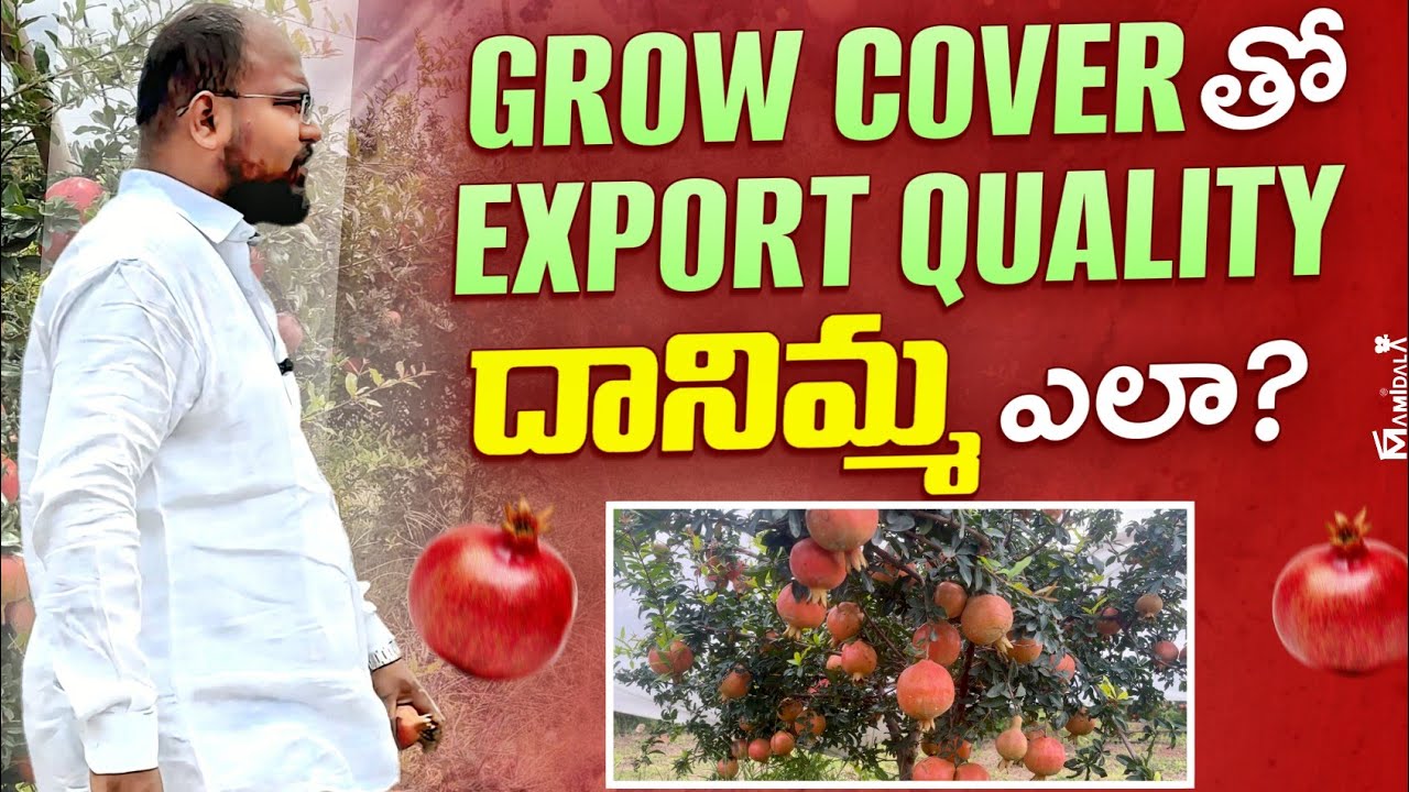 GROW COVER తో EXPORT QUALITY దానిమ్మ ఎలా ? | POMEGRANATE FARMING TELUGU | POMEGRANATE CULTIVATION 