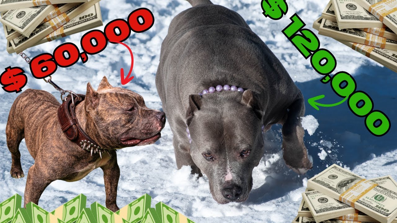 Top 8 Most EXPENSIVE Breed Of Pit Bulls In 2025