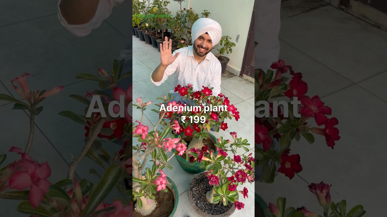 Shop Young Adenium Plant Online