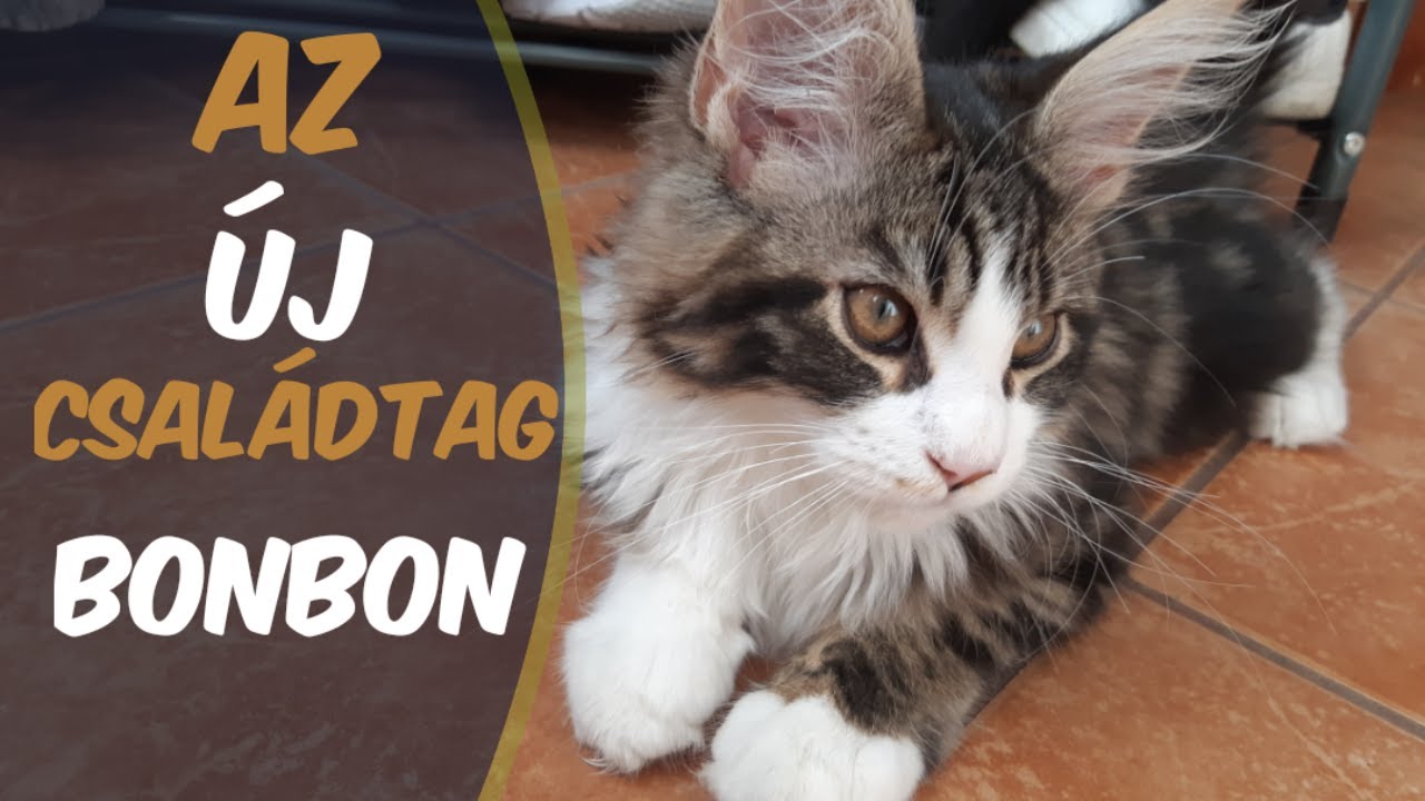 Az új családtag Bonbon 😻 + Zooplusos rendelés [Maine coon]