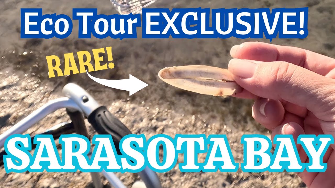 Shelling & EcoTour   Sarasota Bay with CAREFREE LEARNER Boat