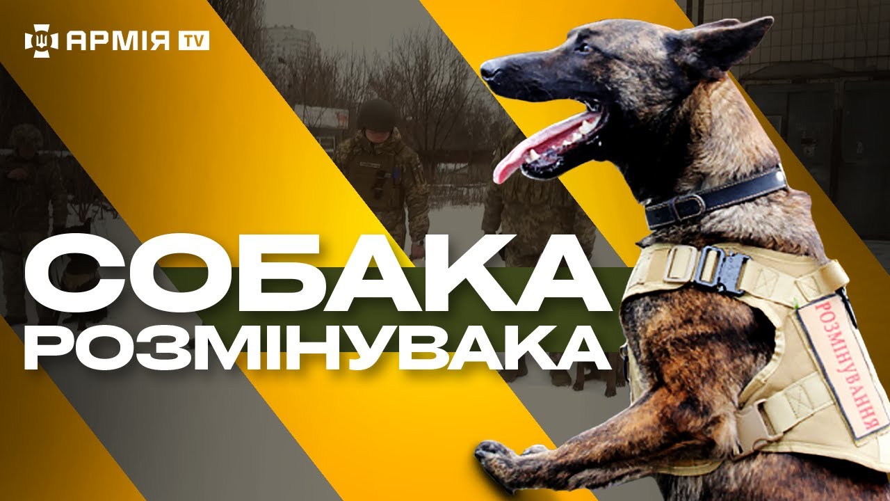 «БРОНЕЖИЛЕТ НА СОБАЧКУ»: собаки розміновують територію від російських мін