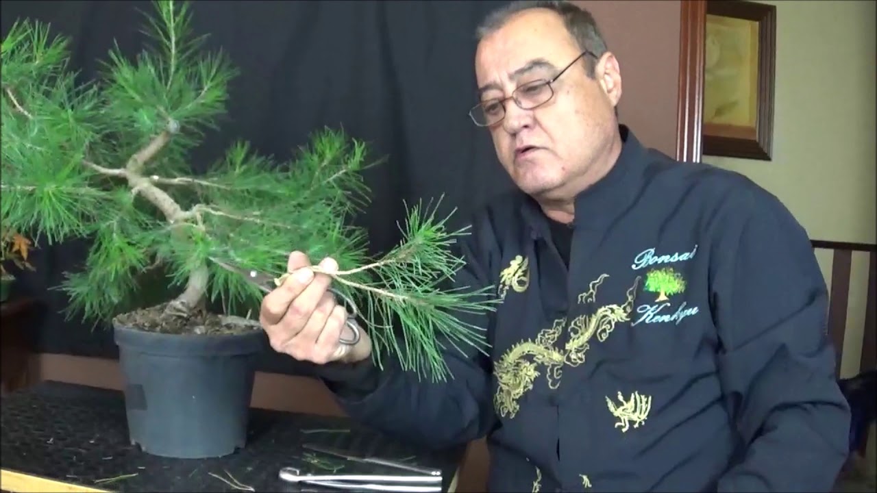 Primer trabajo en prebonsai de pino