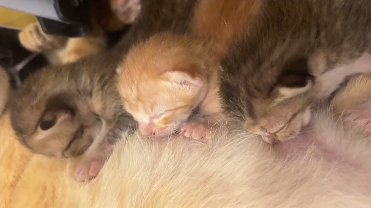 8 Days Old of Newborn Kittens And Mother's Cat While Breastfeeding.  #cat @TheStrayCatsandKittens