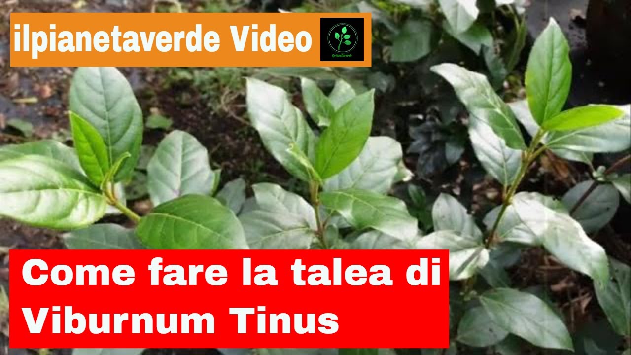 Come fare la talea di Viburnum Tinus ( Lentaggine )
