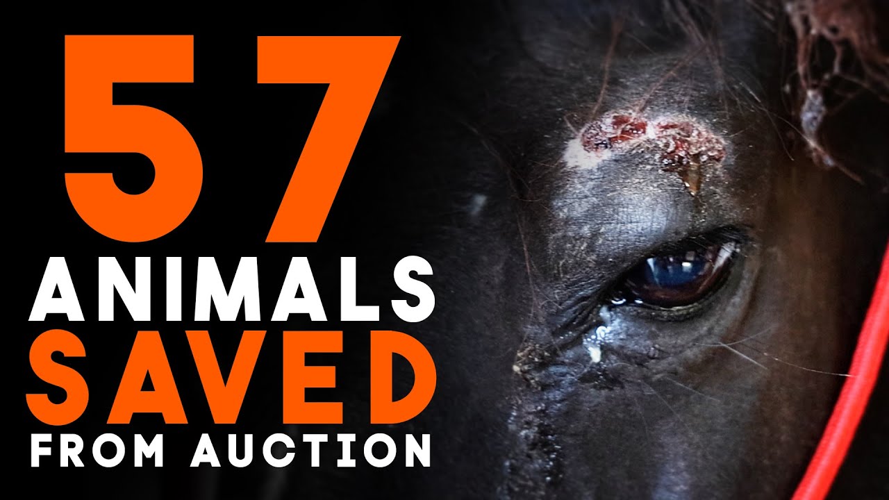 57 Animals Saved from Auction - Horse Shelter Heroes S4E34