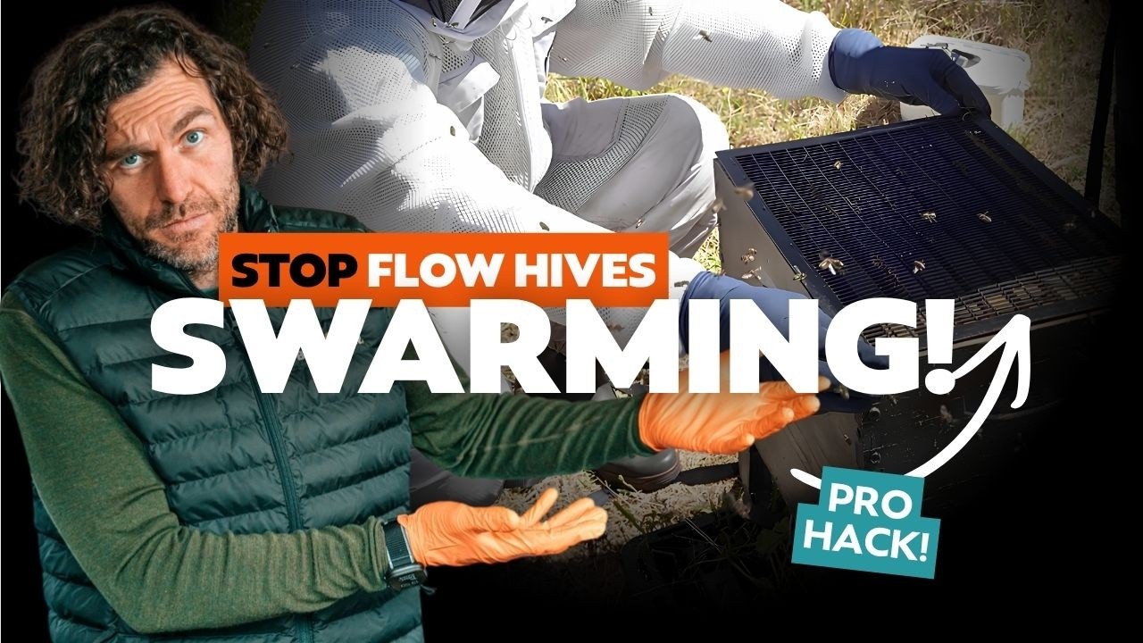 How to Stop Bees Swarming in Flow Hives - Simple Steps for Strong Healthy Colonies