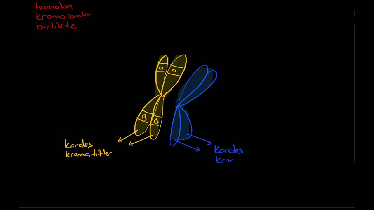 Homolog kromozomlar (kardeş kromatitler, kardeş olmayan kromatitler, 2n, diploit, n, haploit)