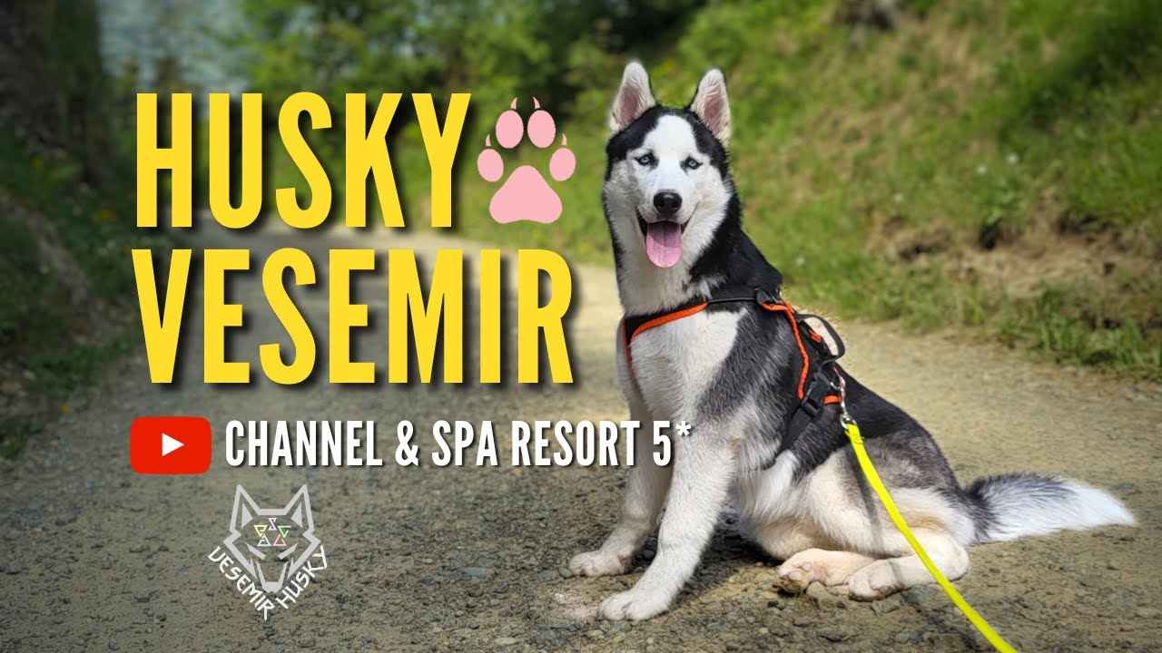 Vesemir Husky - The Most Charming Dog You Will Ever See