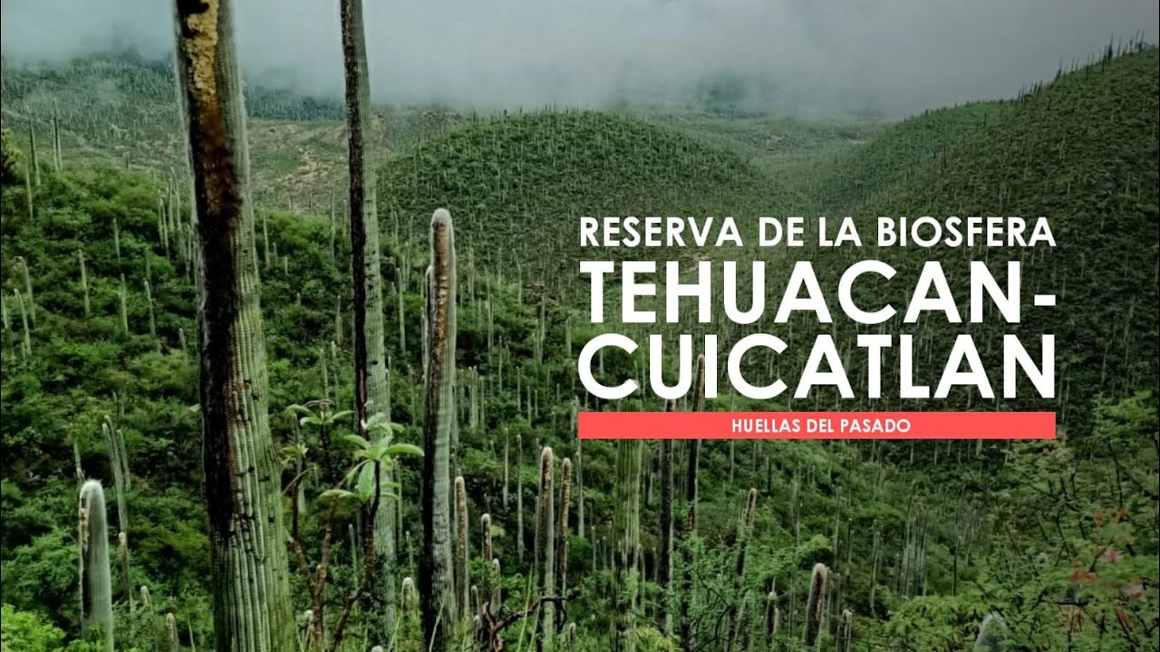 Reserva de la Biosfera Tehuacán-Cuicatlán: huellas del pasado | explora