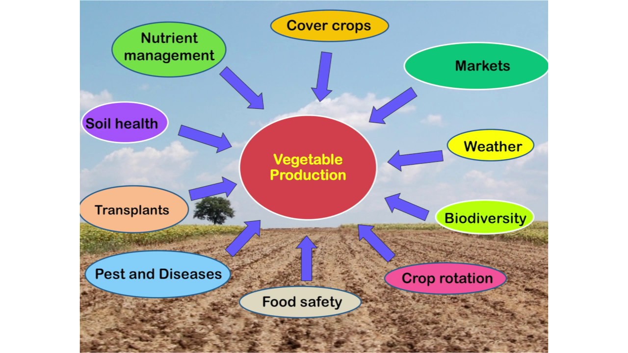 Integrating cover crops into vegetable production