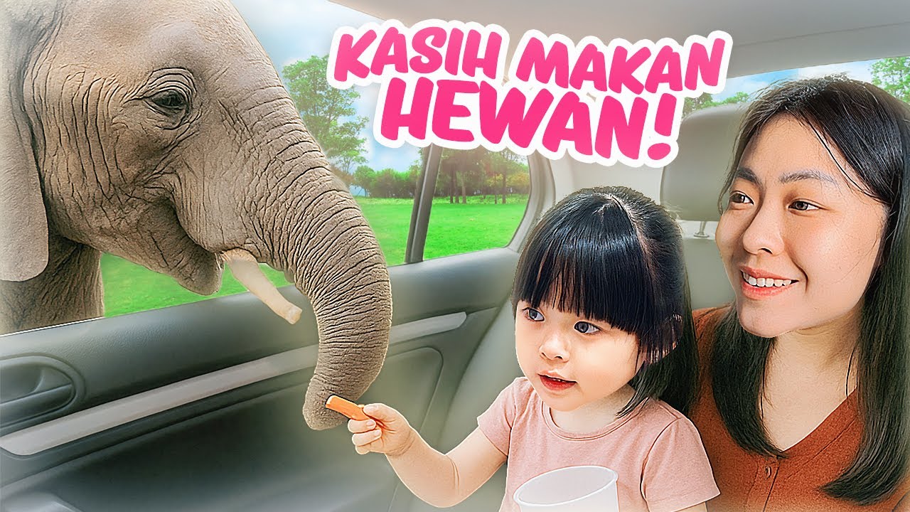 YUKA-CHAN KASIH MAKAN BANYAK HEWAN DI TAMAN SAFARI! | a day in our life