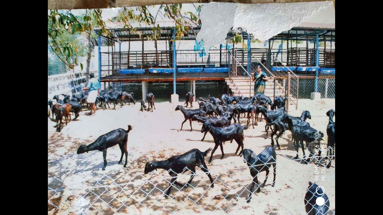 1.சேலம் கருப்பு ஆடு பரண்மேல் வளர்ப்பு அனுபவங்கள்/ Salem Black Stall fed experience part-I