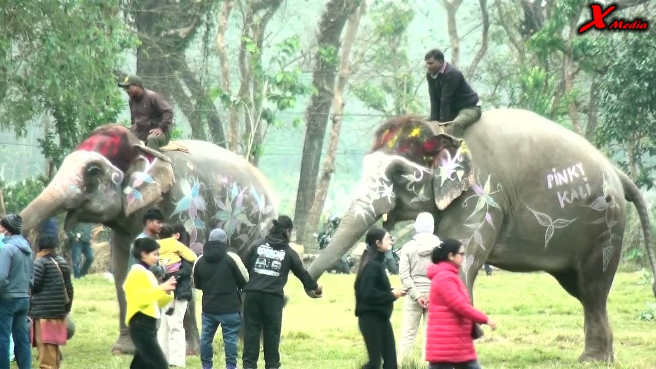 Hatti Mahotsab Sauraha Chitwan 2082