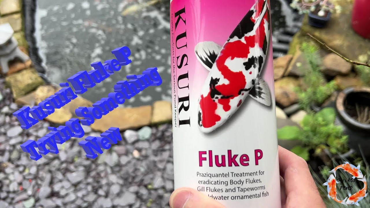 Kusuri Fluke P Trying Something New #keepsmiling #koi #koicommunity #koifish #flukes #gkp