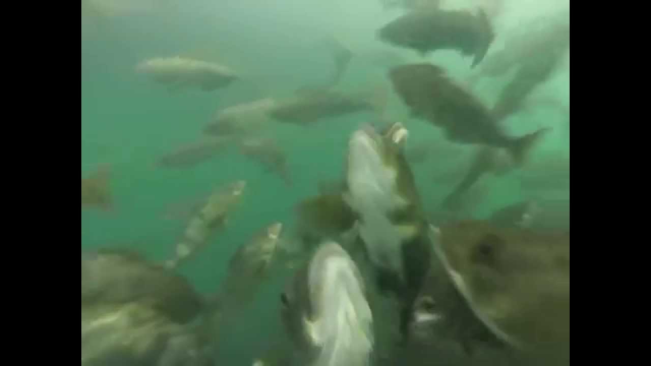 Atka Mackerel, Ettienne Bay, Attu Island, Aleutian Islands Alaska
