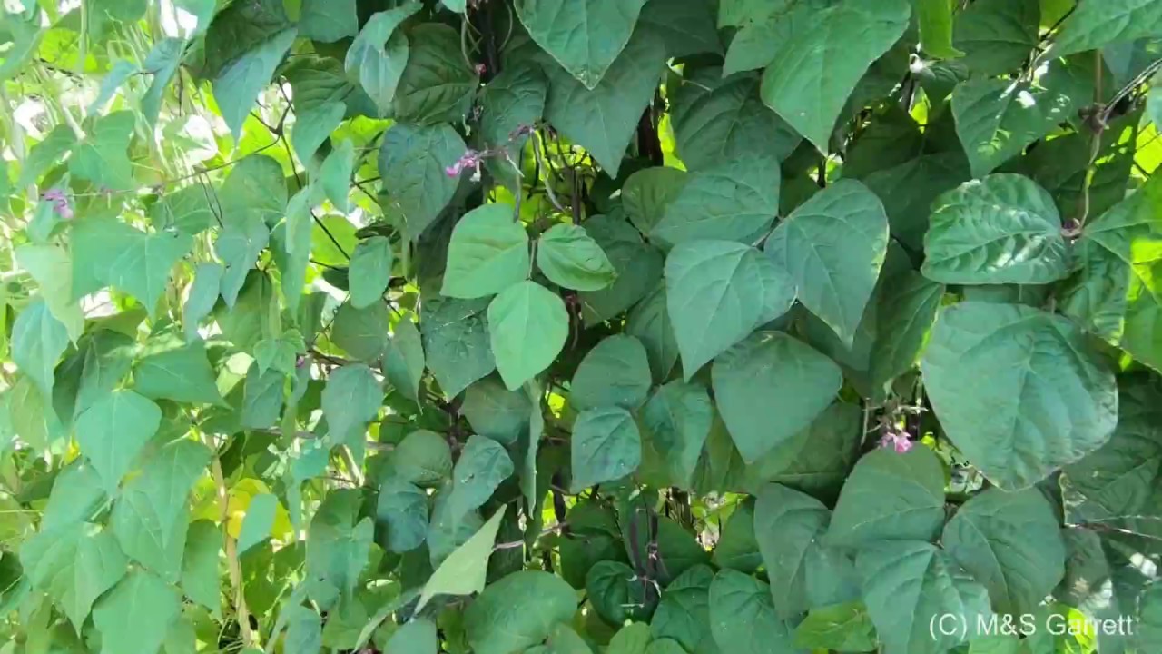 Harvesting Our Best Early August Crops