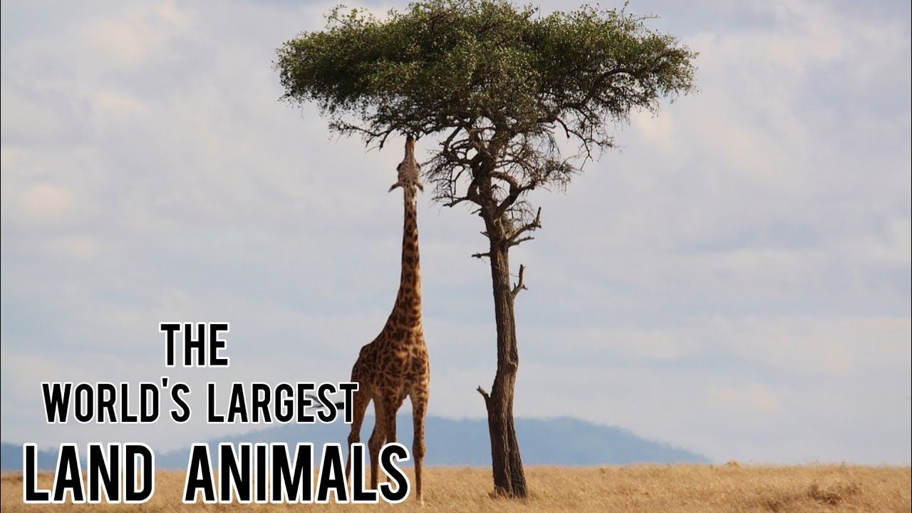 The 5 largest land animals in the world