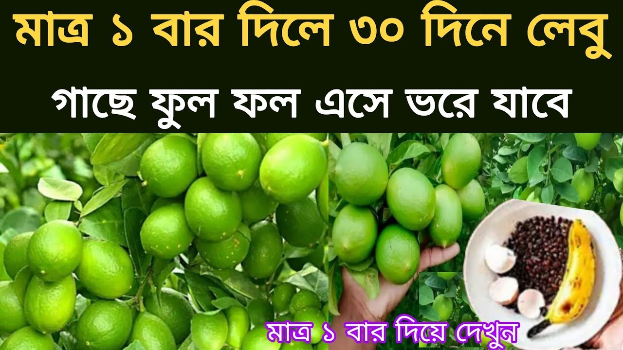 শীতকালে লেবু গাছে প্রচুর ফুল ফল পেতে হলে এই ঘরোয়া সার একবার দিয়ে দেখুন গাছ ফলে ভরে যাবে